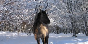La Vallée d'Amarok - Aventure en Ardèche