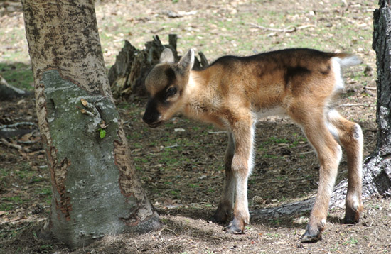 Husky de Sibérie à la Vallée d'Amarok